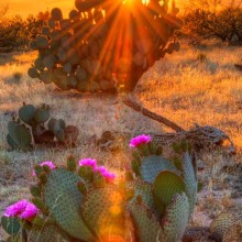 : Desert Bloom? Arizona’s Economy Seeks its Place in the Sun