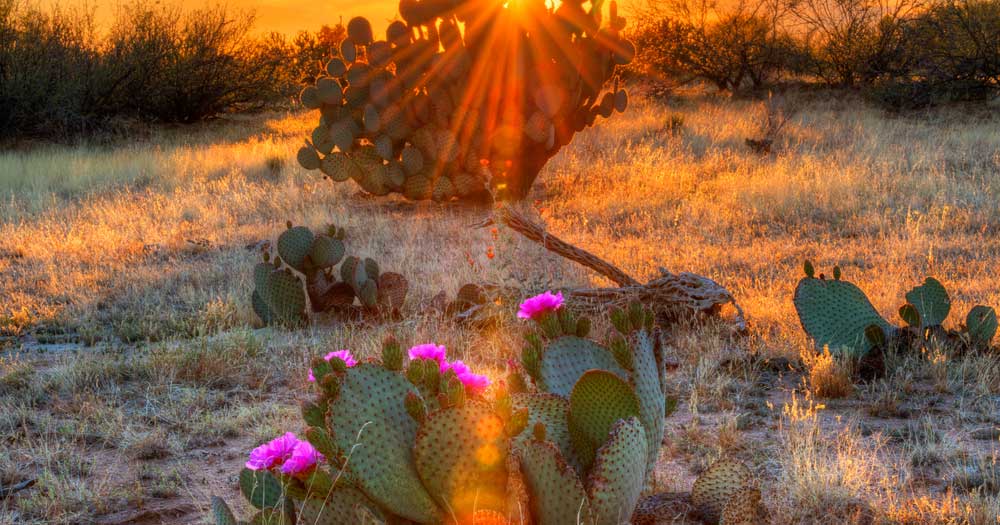 Desert Bloom? Arizona’s Economy Seeks its Place in the Sun: First ...
