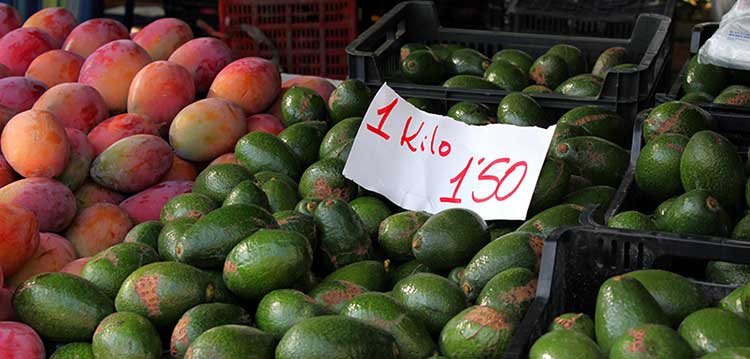 Mexican avocados the prince of fruits