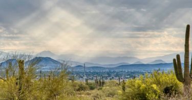 Cactus desert clouded skyline